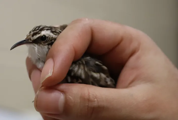 مرگ سالانه ۲۵ میلیون پرنده در کانادا به دلیل برخورد با پنجره‌ها!